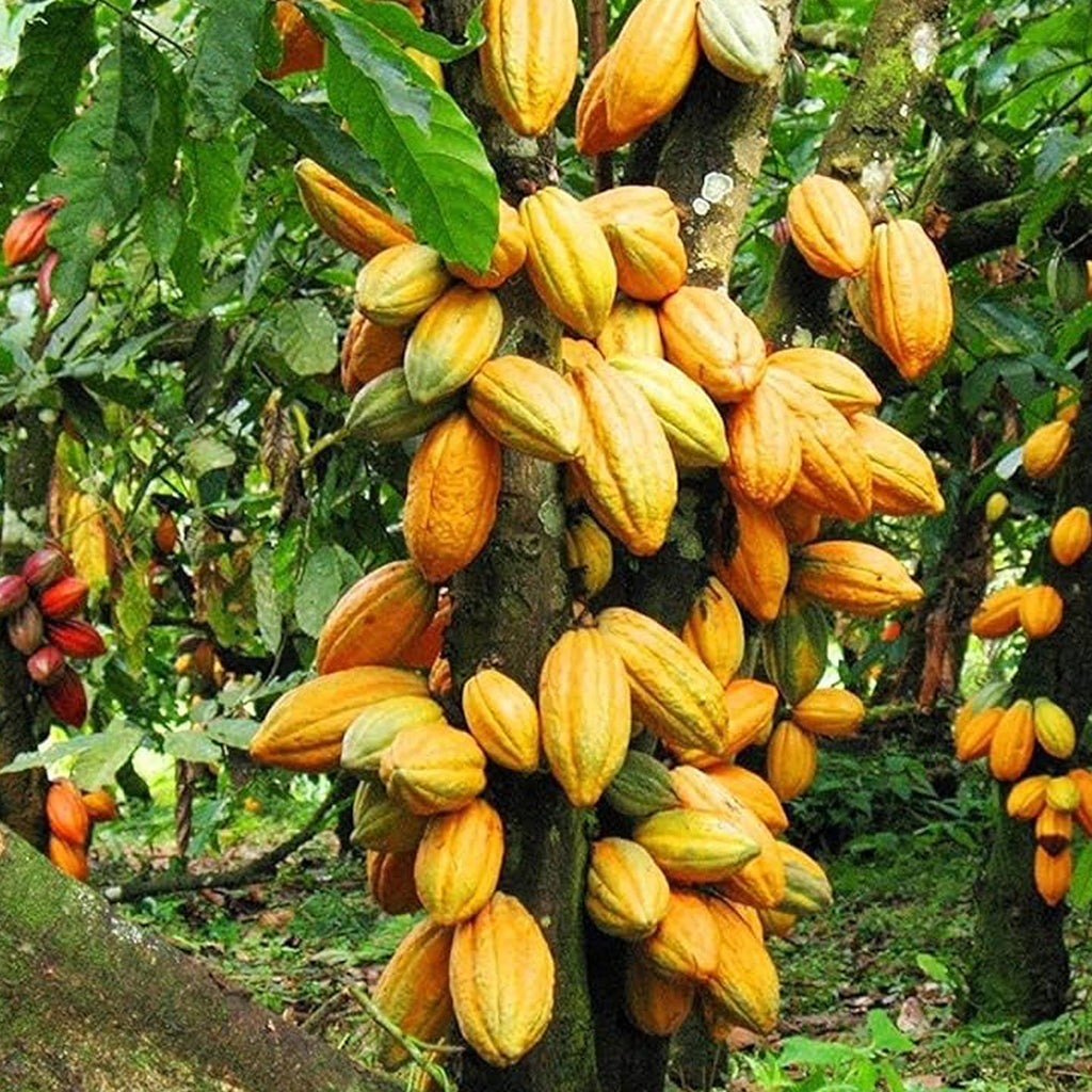 Coco Indio Bombay’s Coco tree died few years back