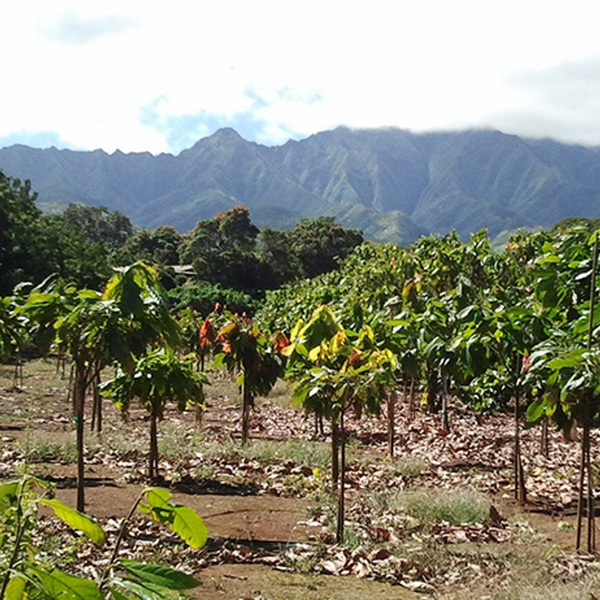 Thinking of Hawaii, it's not likely that the word “cold” comes to mind. But in the chocolate industry, the state is considered the North Pole of Cacao