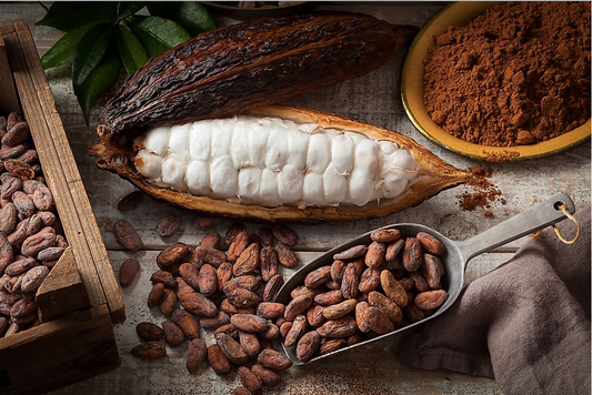 cacao plantation of india
